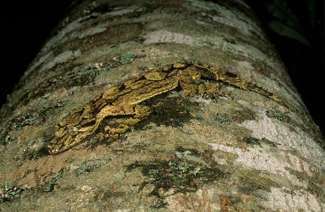 IMAGO Nature: Unsere Erde, Tiere, Tierische Meister der Tarnung Southern Leaf-tailed Gecko (Saltuarius swaini), camouflaged on lichen-covered tree trunk, native to the rainforests of north-eastern New South Wales and south-eastern Queensland, Australia.  1561844 JirixLochman