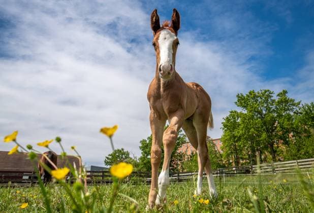 IMAGO Creative, Kinder auf dem Reiterhof Foal in field College Park Maryland Copyright: xEdwinxRemsbergx ere_remsberg_22051144867