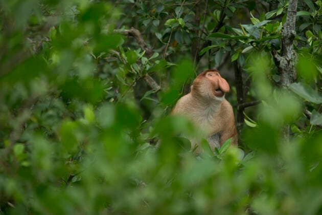 Unsere Erde: Natur, Tiere, Artenschutz, Seltene Tierarten Proboscis monkey (Nasalis larvatus) male looking up, Tarakan, Indonesia  1565093 LukexMassey