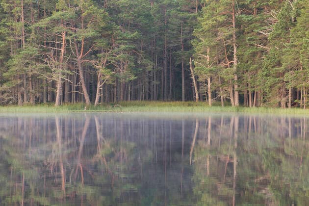 Scots pine (Pinus sylvestris) forest reflected in Loch Garten at dawn, Cairngorms National Park, Scotland, UK, June  1573626 SCOTLAND:xThexBigxPicture