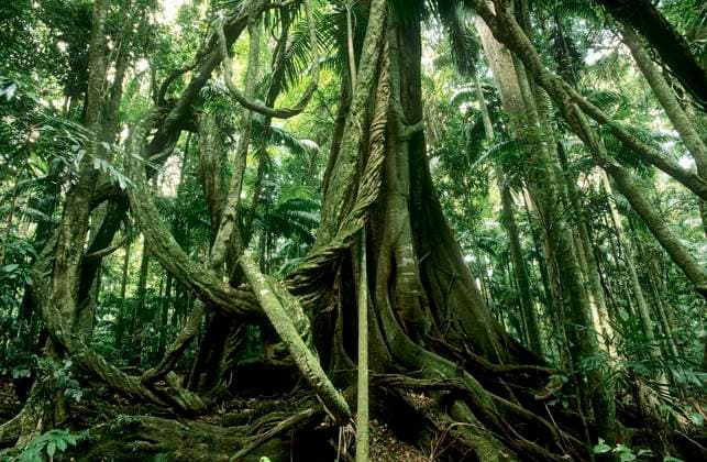 Giant lianas hanging from rainforest tree, Subtropical rainforest, Border Ranges National Park, Gondwana Rainforest UNESCO Natural World Heritage Site, New South Wales, Australia.  1575982 JirixLochman