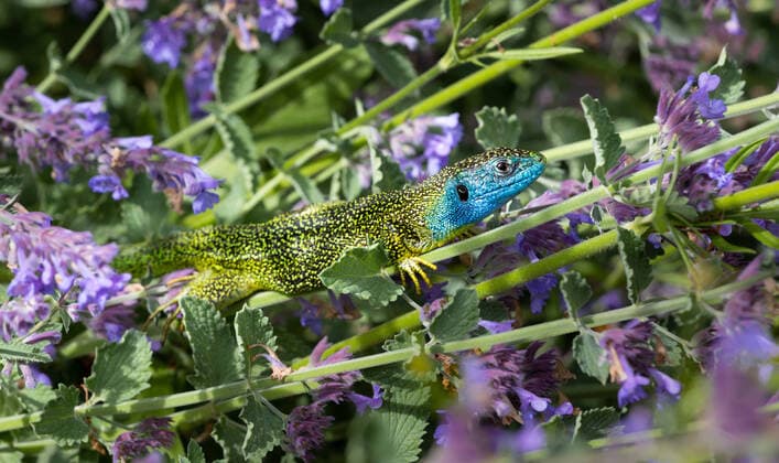 Male green lizard Close-up of a male green lizard (Lacerta bilineata or Lacerta vivipara, Smaragdeidechse) sitting on purple catnip flowers. Blurred background. Copyright: xMartinxGruberx