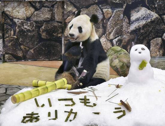 Entertainment Themen der Woche KW24 Father s Day gift for giant panda Eimei Photo taken on June 19, 2022, at the Adventure World amusement park in Shirahama in Wakayama Prefecture, western Japan, shows giant panda Eimei. A message saying Thank you is written on ice given to the 29-year-old father of 16 pandas as a Father s Day gift.  A14AA0001302812P