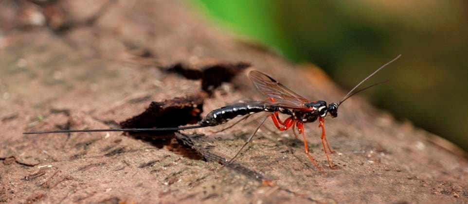 Holzwespen-Schlupfwespe, Holz-Schlupfwespe, Holzwespen-Schlupfwespen (Rhyssa persuasoria) (Ichneumonidae), Holz-Schlupfwespen, Riesenschlupfwespe, Riesenschlupfwespen, Andere Tiere, Insekten, Tiere, Sabre Wasp *** Holzwespen parasitic wasp, Wood parasitic wasp, Holzwespen Schlupfwespen Rhyssa persuasoria Ichneumonidae , Wood parasitic wasps, giant parasitic wasp, giant parasitic wasps, other Animals, Insects, Animals, Sabre Wasp Copyright: imageBROKER FLPAx xGianpieroxFerrari iblhoj05600502.jpg