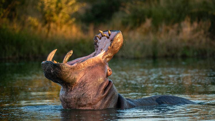 Unsere Erde: Natur, Tiere, Artenschutz, Seltene Tierarten A hippo, Hippopotamus amphibius, head back, mouth open, yawning. A hippo, Hippopotamus amphibius, head back, mouth open, yawning.  A hippo, Hippopotamus amphibius, head back, mouth open, yawning.