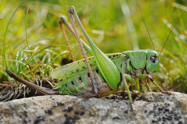 Warzenbeißer (Decticus verrucivorus), Heuschrecke, Heuschrecken, Andere Tiere, Insekten, Tiere, Laubheuschrecken, Wart-biter Cricket adult female, resting on rock, Italy *** Wart-biter Decticus verrucivorus , Grasshopper, grasshoppers, other Animals, Insects, Animals, katydids, Wait Biter Cricket Adult female RESTING ON skirt, Italy Copyright: imageBROKER FLPAx xFabioxPupin iblhoj05598782.jpg