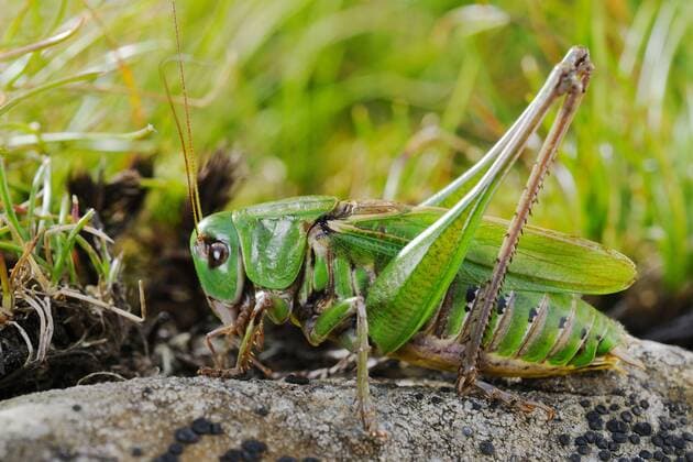 Warzenbeißer (Decticus verrucivorus), Heuschrecke, Heuschrecken, Andere Tiere, Insekten, Tiere, Laubheuschrecken, Wart-biter Cricket adult male, resting on rock, Italy, august *** Wart-biter Decticus verrucivorus , Grasshopper, grasshoppers, other Animals, Insects, Animals, katydids, Wait Biter Cricket Adult times, RESTING ON skirt, Italy, August Copyright: imageBROKER FLPAx xFabioxPupin iblhoj05598789.jpg