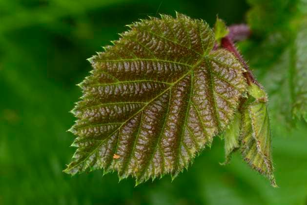 Hazel (Corylus avellana) leaf in early summer. Dorset, UK. June  1564124 ColinxVarndell