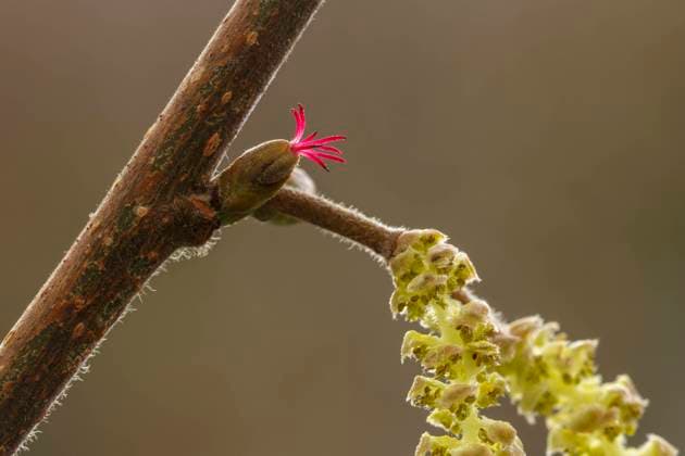 Hazel (Corylus avellana) female flower. Monmouthshire, February  1574831 ChrisxMattison