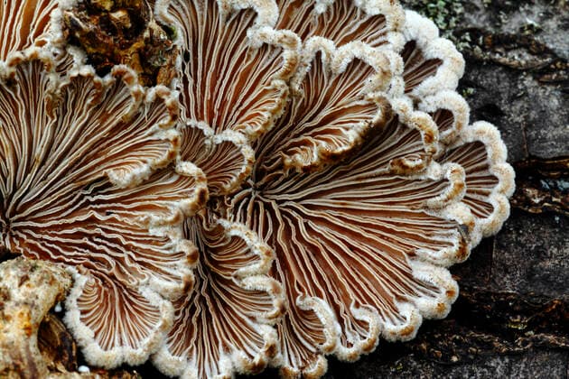 IMAGO Nature: Unsere Erde: Pflanzenwelt: Hässliche Pflanzen Split-gill fungi (Schizophyllum commune) Richmond Park National Nature Reserve, Surrey, England, UK, November.  1574880 RussellxCooper