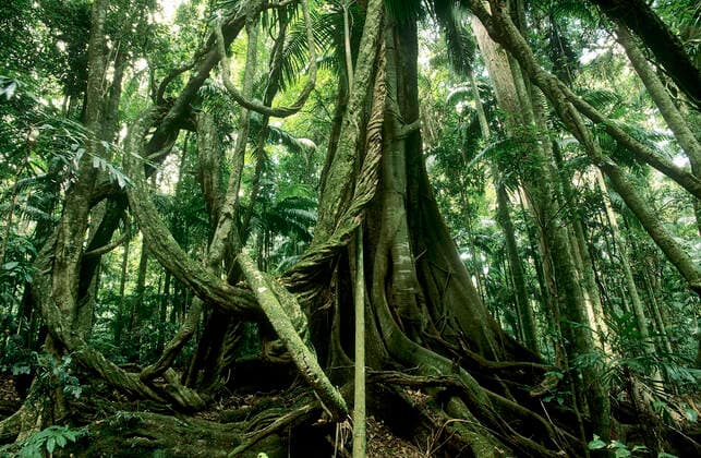 IMAGO Nature: Unsere Erde, Umweltverträgliche Herausforderungen des 21. Jahrhunderts, Regenwald Giant lianas hanging from rainforest tree, Subtropical rainforest, Border Ranges National Park, Gondwana Rainforest UNESCO Natural World Heritage Site, New South Wales, Australia.  1575982 JirixLochman