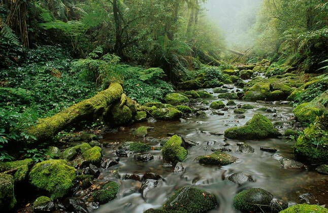 IMAGO Nature: Unsere Erde, Umweltverträgliche Herausforderungen des 21. Jahrhunderts, Regenwald Subtropical rainforest, New England National Park, Gondwana Rainforest UNESCO Natural World Heritage Site, New South Wales, Australia.  1575992 JirixLochman