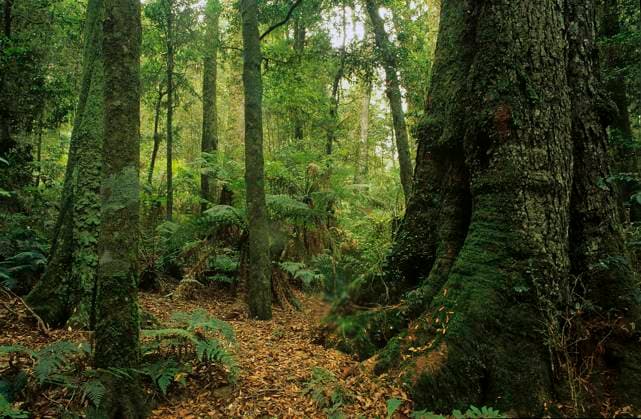 IMAGO Nature: Unsere Erde, Umweltverträgliche Herausforderungen des 21. Jahrhunderts, Regenwald Subtropical rainforest with Antarctic Beeches (Nothofagus moorei), Barrington Tops National Park, Gondwana Rainforest UNESCO World Hertiage Site, New South Wales, Australia.  1576012 JirixLochman