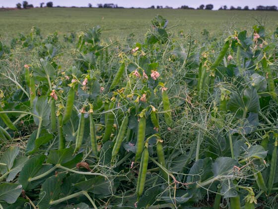 IMAGO Nature: Unsere Erde, Klimawandel, Ernährung, Pflanzen der Zukunft, Futtererbse Pea pods (Pisum sativum) in field, ready to be harvested. England, UK.  1581656 ErniexxJanes
