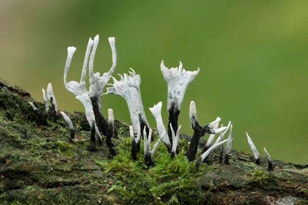 Candle snuff fungus (Xylaria hypoxylon) West of Carrigart, County Donegal, Northern Ireland, October.  1585287 RobertxxThompson