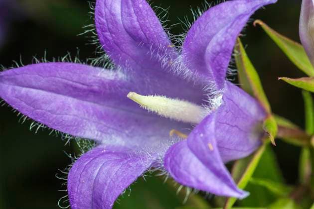 Giant harebell (Campanula latifolia) close up of showing sensory hairs, Pentwyn farm SSSI, Gwent Wildlife Trust, Reserve, Monmouthshire, Wales,  1585461 PhilxSavoie