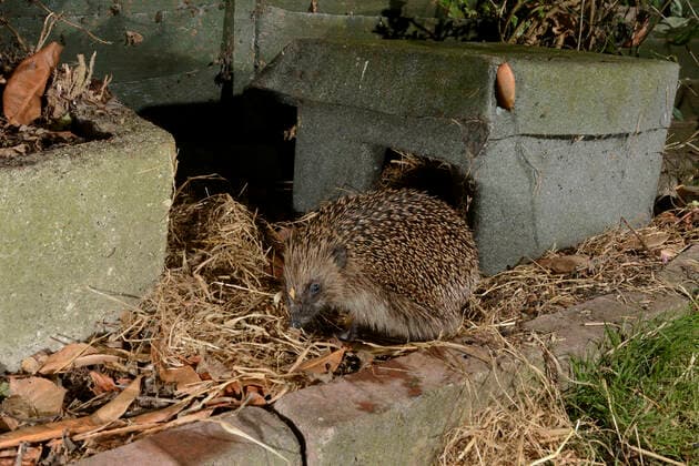 IMAGO Creative: Jahreszeit Herbst, Igel beziehen Winterquartier Hedgehog (Erinaceus europaeus) just emerged at night from a hedgehog house in a suburban garden, Chippenham, Wiltshire, UK, August. Taken with a remote camera trap.  1586653 NickxUpton
