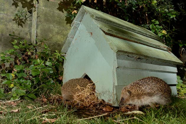 IMAGO Creative: Jahreszeit Herbst, Igel beziehen Winterquartier Hedgehog (Erinaceus europaeus) entering a hedgehog house at night in a suburban garden as another approaches, Chippenham, Wiltshire, UK, September. Taken with a remote camera trap.  1586660 NickxUpton