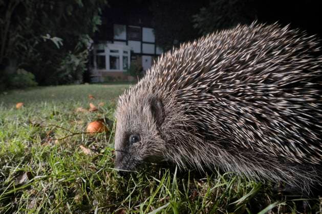 Hedgehog (Erinaceus europaeus) foraging on a lawn in a suburban garden at night, Chippenham, Wiltshire, UK, September. Taken with a remote camera. Property released.  1586667 NickxUpton