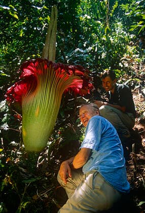 Sir David Attenborough and cameraman Michael Pitts next to Titan arum (Amorophallus titanum) flower, taken on location for BBC tv series Private Life of Plants, 1993  1587552 MichaelxPitts