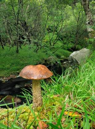 Brown birch bolete (Leccinum scabrum) Crossconnel Clonmany, Inishowen, County Donegal, Ireland. August.  1590427 RobertxxThompson