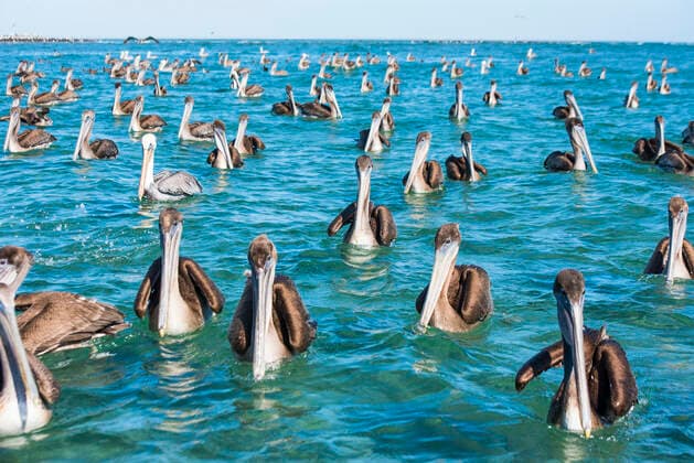 Brown pelican (Pelecanus occidentalis) group on surface of the water, Eastern Pacific Ocean, Bahia Magdalena, Baja California, Mexico  1590470 DocxWhite