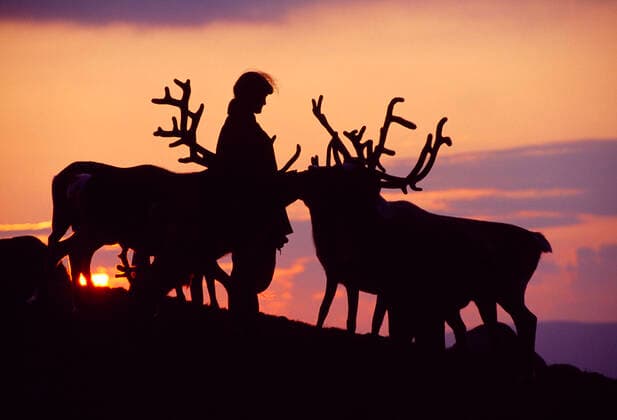 Reindeer (Rangifer tarandus) Elizabeth Smith, owner of reintroduced Cairngorm Reindeer Herd providing supplementary feeding at sunset, Cairngorms National Park, Speyside, Scotland, July 1998  1590540 LauriexxCampbell