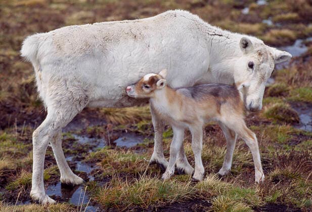 Reindeer (Rangifer tarandus) reindeer cow with calf in late spring, reintroduced Cairngorm Reindeer Herd, Cairngorm National Park, Speyside, Scotland May.  1590541 LauriexxCampbell