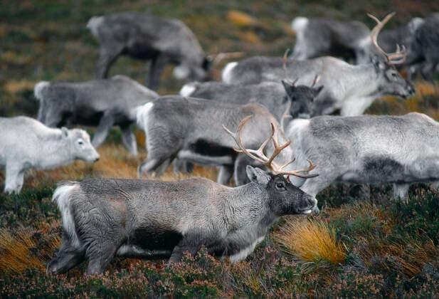 Reindeer (Rangifer tarandus) reindeer in rainy weather, reintroduced Cairngorm Reindeer Herd, Cairngorm National Park, Speyside, Scotland, November.  1590547 LauriexxCampbell