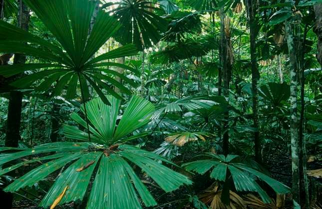 IMAGO Nature: Unsere Erde, Umweltverträgliche Herausforderungen des 21. Jahrhunderts, Regenwald Fan Palms (Licuala ramsayi), in tropical rainforest, Daintree National Park, Wet Tropics of Queensland UNESCO Natural World Heritage Site, Queensland, Australia.  1576305 JirixLochman