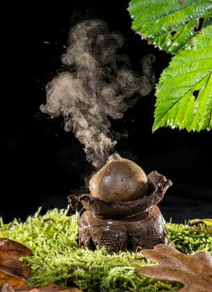 IMAGO Nature: Unsere Erde: Pflanzenwelt: Hässliche Pflanzen Earthstar fungus (Geastrum triplex) discharging spores following impact from water drop. England, UK, December.  1597573 AdrianxDavies