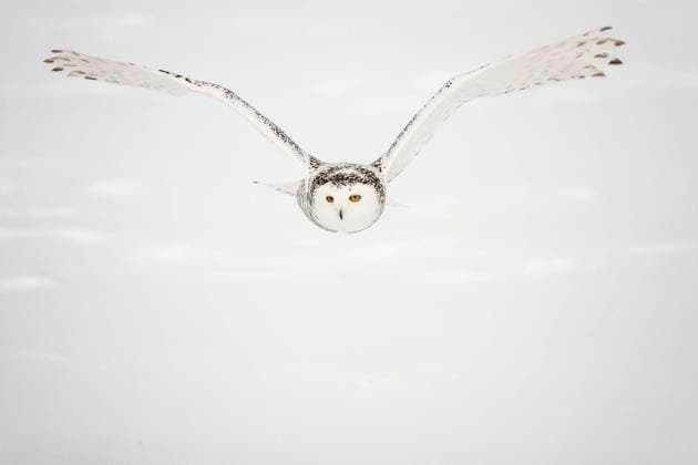 Snowy owl (Bubo scandiacus) female flying, Quebec, Canada  1600080 DavidxAllemand