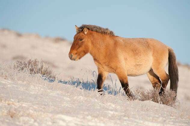 Przewalski horse (Equus ferus przewalski) Khustain Nuruu National Park, Mongolia. December.  1603506 ValeriyxMaleev