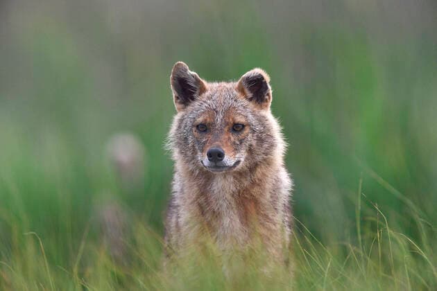 Golden jackal (Canis aureus) portrait in grass. Danube Delta, Romania, May.  1604356 LoicxPoidevin