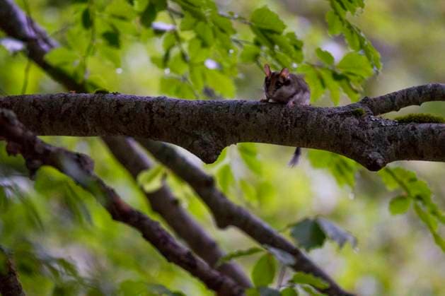 Garden dormouse (Eliomys quercinus) old-growth Beech (Fagus sylvatica) forest tree, UNESCO World Heritage Site. Abruzzo, Lazio and Molise National Park, Italy. May 2013  1615200 BrunoxD Amicis