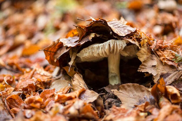 Fungus, probably Russula sp, emerging from leaf litter in old-growth Beech (Fagus sylvatica) forest. Abruzzo, Lazio and Molise National Park Parco Nazionale d Abruzzo, Lazio e Molise UNESCO World Heritage Site Italy. September 2017.  1615284 BrunoxD Amicis