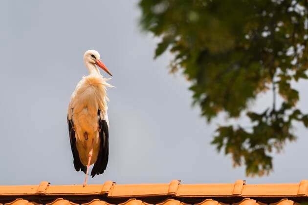 Weißstorch (Ciconia ciconia), steht auf Hausdach, Hessen, Deutschland, Europa *** White stork Ciconia Ciconia , is at house roof, Hesse, Germany, Europe Copyright: imageBROKER WilfriedxMartin ibxwma08331598.jpg