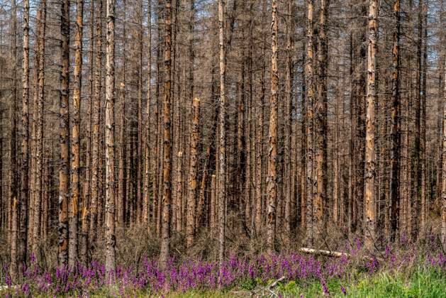 IMAGO Nature: Unsere Erde, Klimawandel, Dürren Toter Fichten-Wald im Eggegebirge, bei Lichtenau, roter Fingerhut wächst, Kreis Paderborn, NRW, Deutschland, Waldsterben *** Dead spruce forest in Eggegebirge, near Lichtenau, red foxglove growing, Paderborn district, NRW, Germany, forest dieback