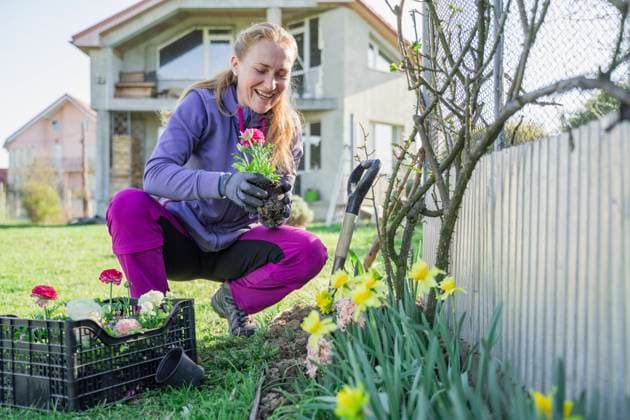 Smiling woman planting ranunculus flowers in garden outside house model released, Symbolfoto property released, OSF00038