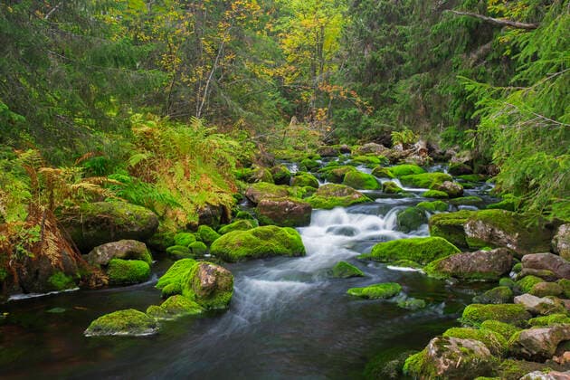 Creative Highlights World River Njupan in autumn forest in the Fulufjället National Park, Dalarna, Sweden Arterrax xSven-ErikxArndt 1012_13_220101p167