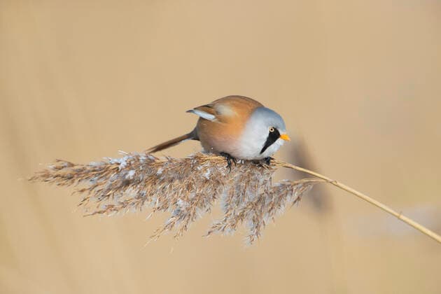 Creative Highlights World Bearded reedling bearded tit (Panurus biarmicus) male clinging to seedhead seed head and eating seeds in reed bed reedbed in winter Arterrax xSven-ErikxArndt 1012_24_210524p197