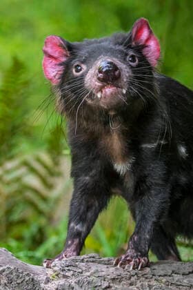 Creative Highlights World Tasmanian devil (Sarcophilus harrisii), largest carnivorous marsupial native to Australia showing large canines Arterrax xPhilippexClÃment 1012_24_210901p057