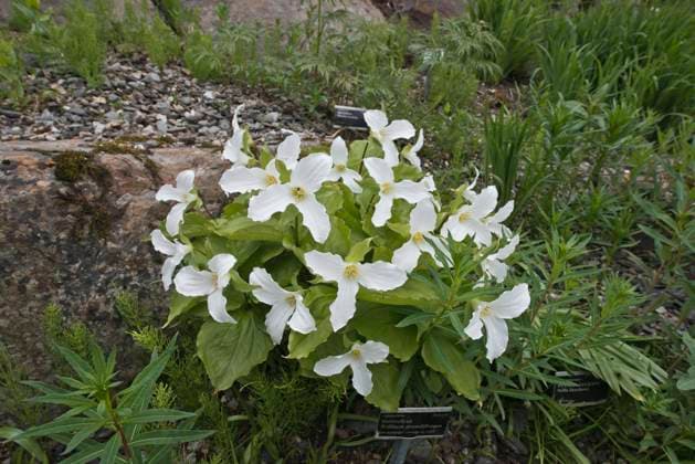 Dreiblatt (Trillium grandiflorum), Arktisch-alpiner Botanischer Garten Tromso, Norwegen, Europa *** Trefoil Trillium grandiflorum , Arctic Alpine Botanist Garden Tromso, Norway, Europe Copyright: imageBROKER ErhardxNerger ibxenh08334617.jpg