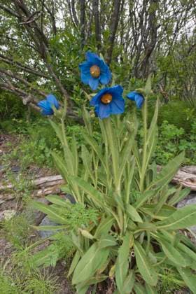 Scheinmohn (Meconopsis grandis), Arktisch-alpiner Botanischer Garten Tromso, Norwegen, Europa *** Mock poppy Meconopsis Grandis , Arctic Alpine Botanist Garden Tromso, Norway, Europe Copyright: imageBROKER ErhardxNerger ibxenh08334619.jpg