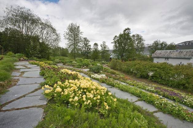 Arktisch-alpiner Botanischer Garten Tromso, Norwegen, Primelblüte (Primula), Europa *** Arctic Alpine Botanist Garden Tromso, Norway, Primelblüte Primula , Europe Copyright: imageBROKER ErhardxNerger ibxenh08334621.jpg