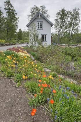Arktisch-alpiner Botanischer Garten Tromso, Norwegen, Europa *** Arctic Alpine Botanist Garden Tromso, Norway, Europe Copyright: imageBROKER ErhardxNerger ibxenh08334622.jpg