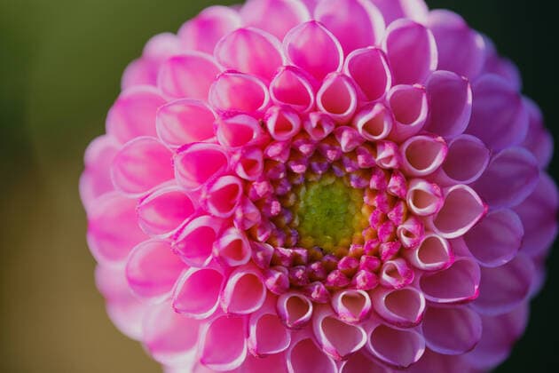 Creative Highlights World Pinke Pompon Dahlie im Sonnelicht, Makrofoto *** Pinke Pompon Dahlia at sunlight, Macro photo 1103500770