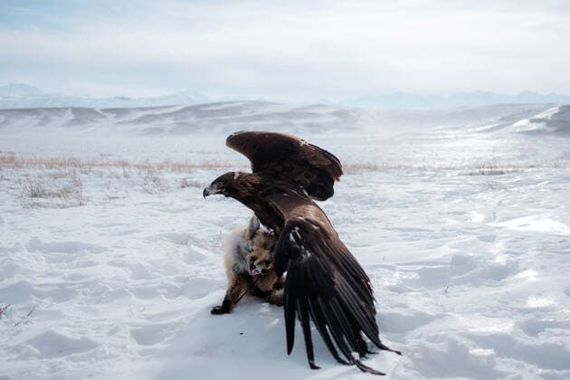 Berkutchi Festival in Kazakhstan 3004228 23.12.2016 A golden eagle with a prey at the Berkutchi Festival of eagle falconry near the village of Kainar, Raiymbeksky District, Kazakhstan. Nikolai Khizhniak Sputnik Kazakhstan  Copyright: xNikolaixKhizhniakx