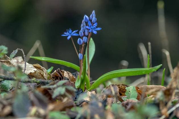 Creative Highlights World Zweiblaettriger Blaustern (Scilla bifolia), bluehend, Deutschland, Baden-Wuerttemberg twin-leaf squill (Scilla bifolia), blooming, Germany, Baden-Wuerttemberg BLWS668983 *** Zweiblaettriger Blue Patterns Scilla Bifolia , blooming, Germany, Bathing Wuerttemberg Twin Leaf squill Scilla Bifolia , blooming, Germany, Bathing Wuerttemberg BLWS668983 Copyright: xblickwinkel McPHOTO R.xMuellerx