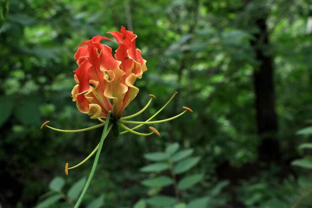 Creative Highlights World Gloriosa ist eine giftige Pflanze mit medizinischen Eigenschaften, Andhra Pradesh, Indien, Asien *** Gloriosa is a poisonous Plant with medical Characteristics, Andhra pradesh, India, Asia Copyright: imageBROKER/VeeraxThiruppal ibxvet08314179.jpg
